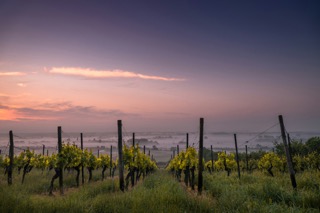 What Is Alcohol-Free Wine? How It Is Made and How It Tastes